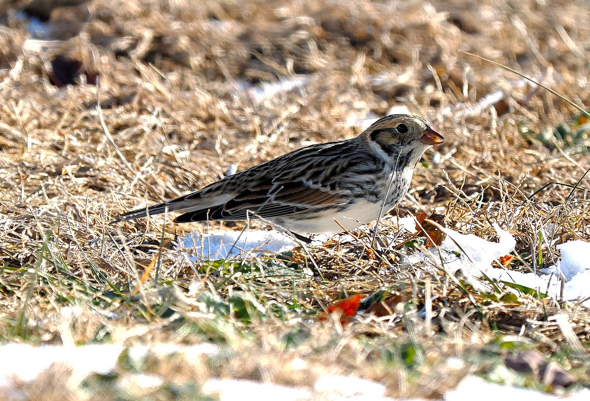 ostružka severní - ML647206363