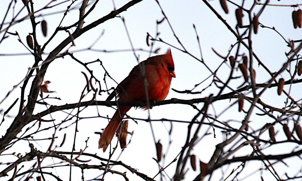Northern Cardinal - ML647206368