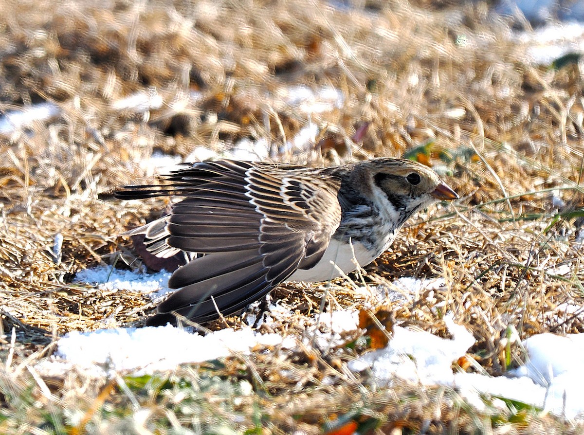 ostružka severní - ML647206370