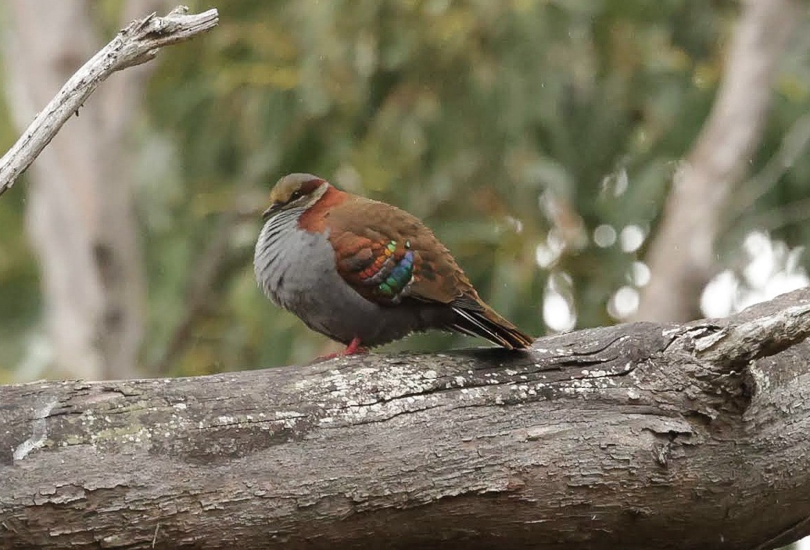 Colombine élégante - ML647206372