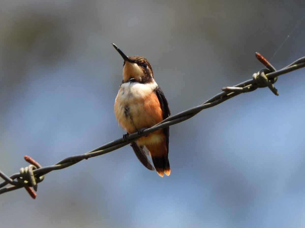 hvitbukkolibri - ML647206374