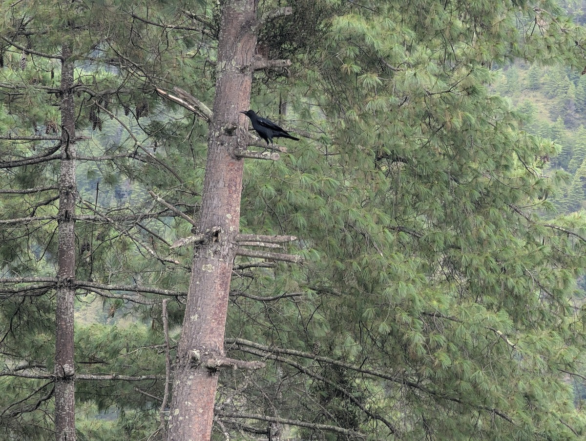 Large-billed Crow - ML647206375