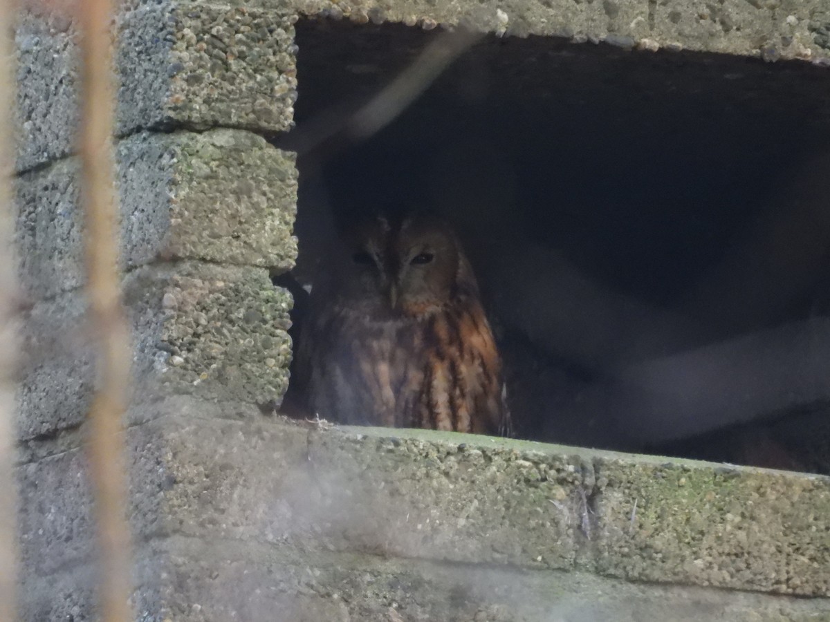 Tawny Owl - ML647206376