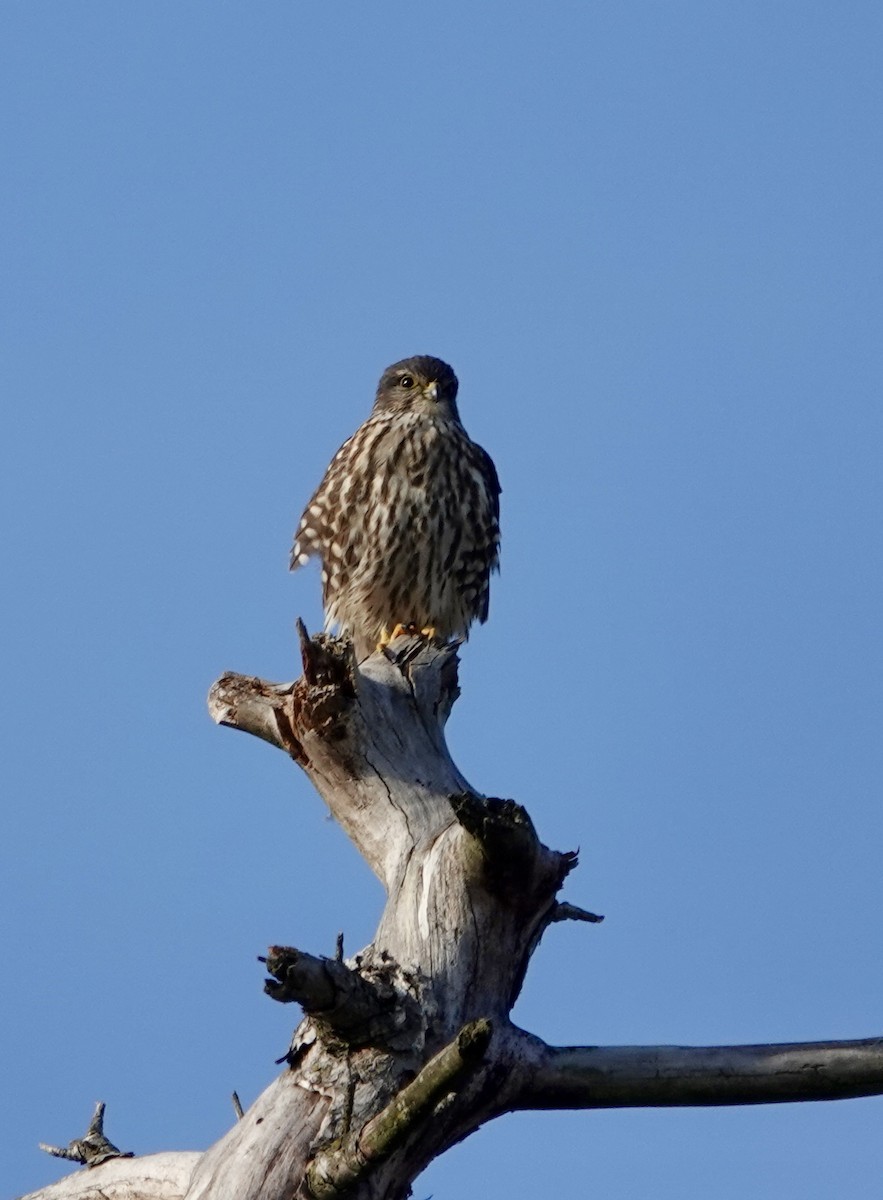 dřemlík tundrový - ML647206396