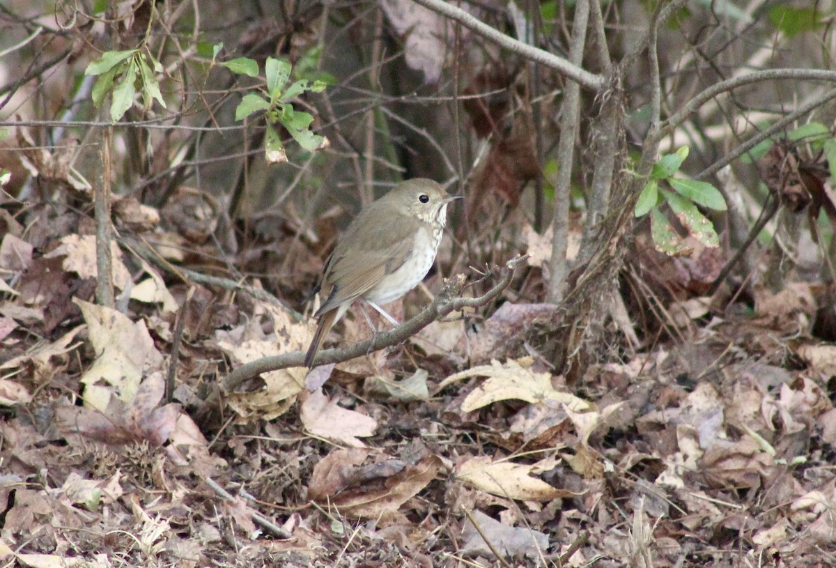 Hermit Thrush - ML647206401