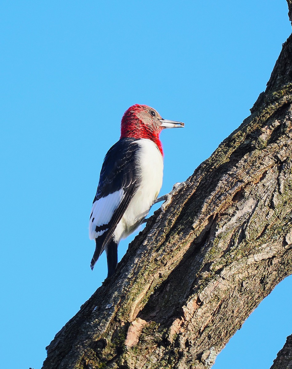 datel červenohlavý - ML647206404