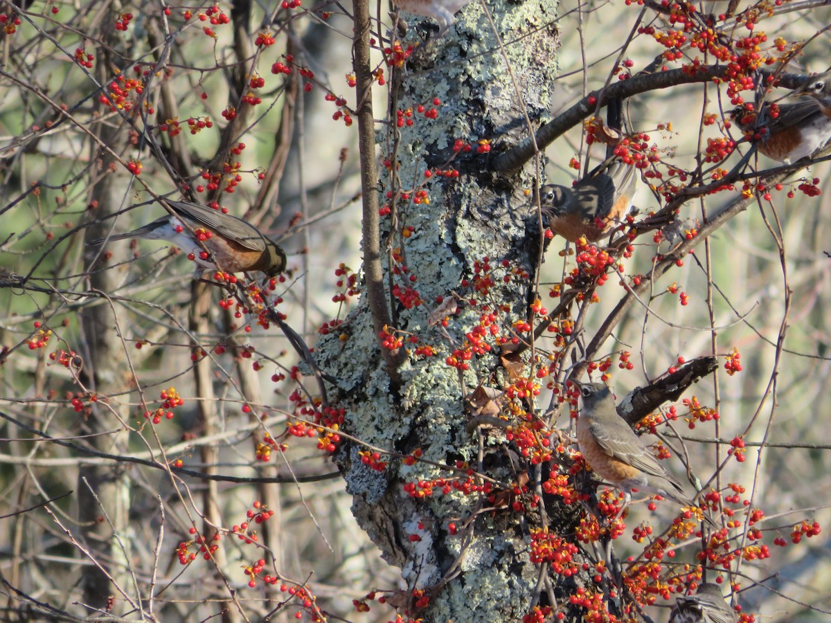 American Robin - ML647206434