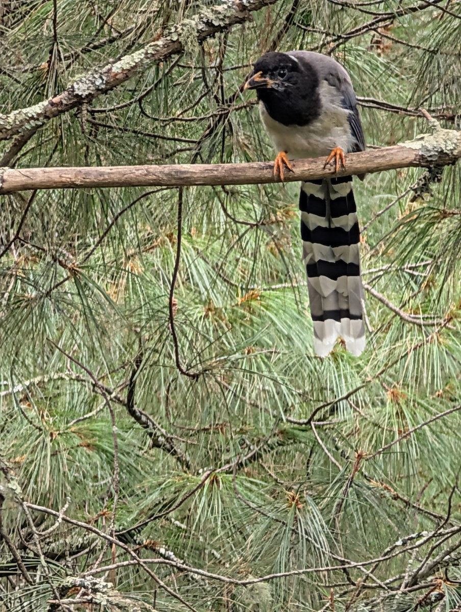 Yellow-billed Blue-Magpie - ML647206446