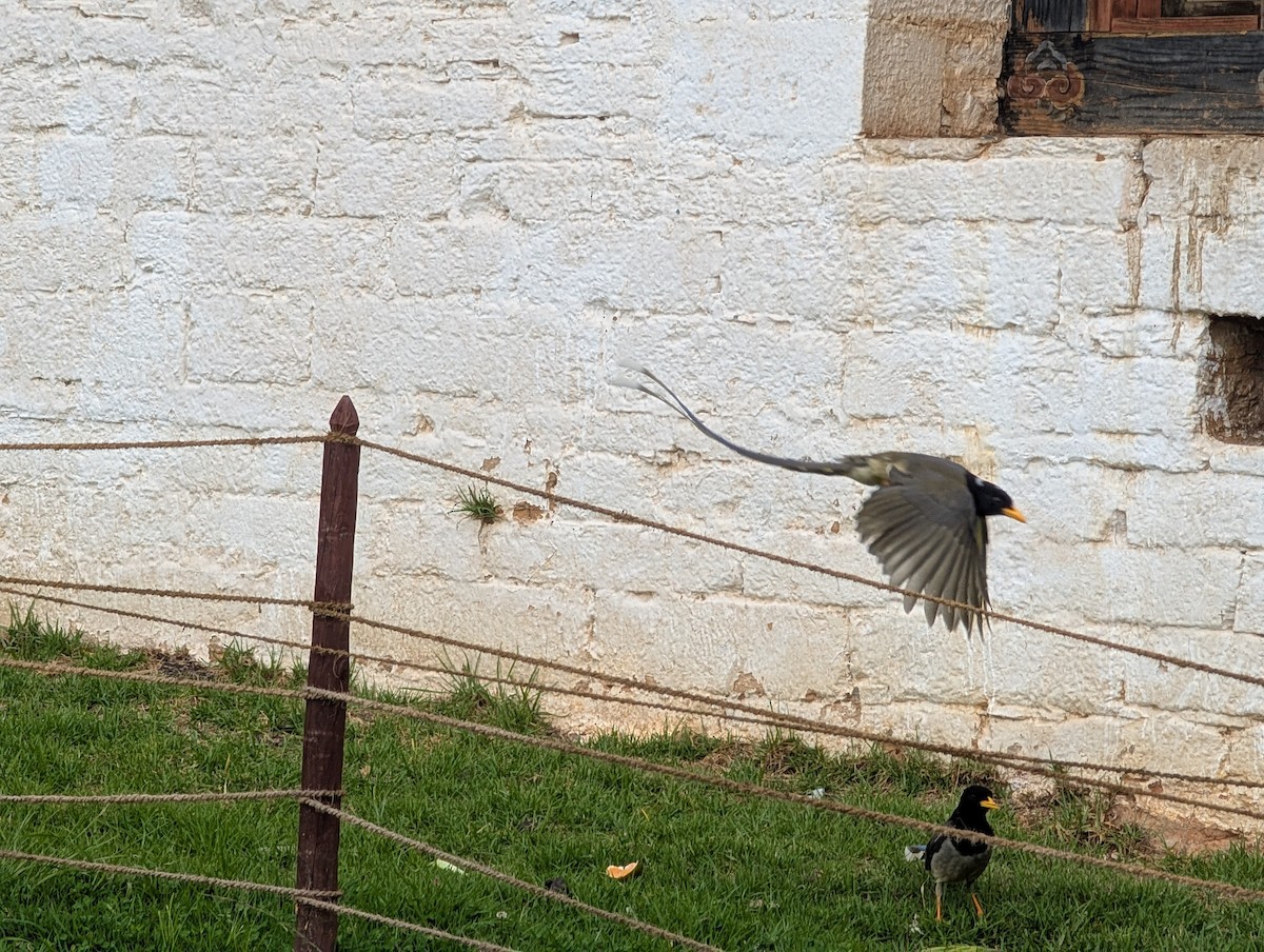 Yellow-billed Blue-Magpie - ML647206447