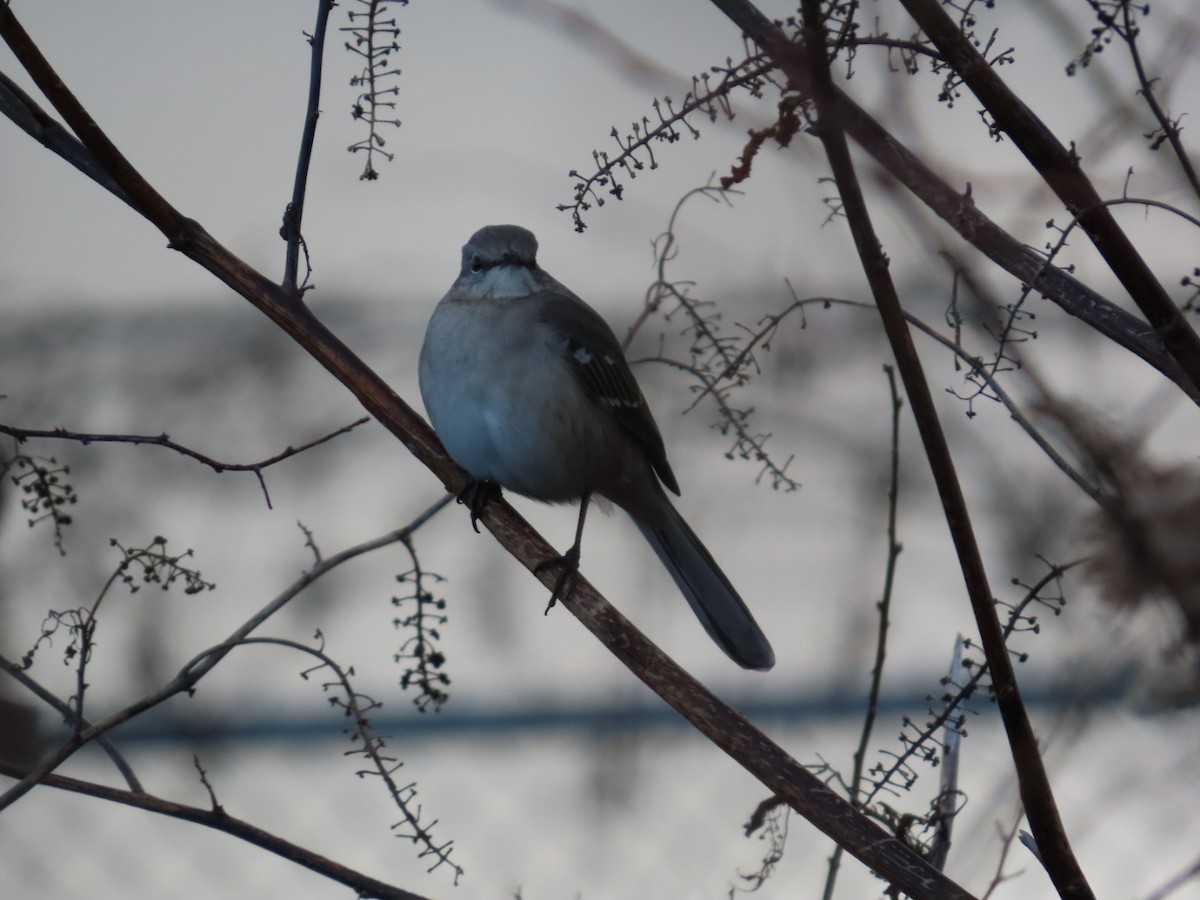 Northern Mockingbird - ML647206448