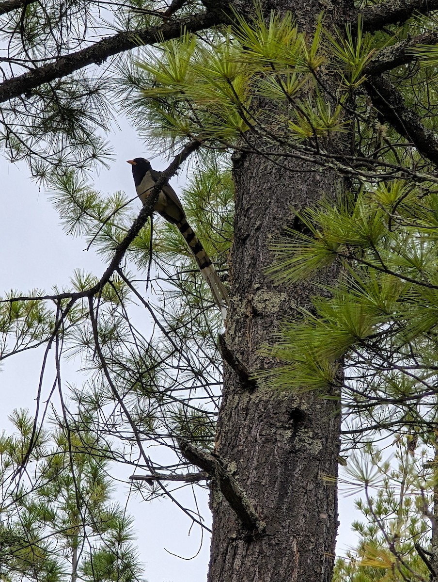 Yellow-billed Blue-Magpie - ML647206449