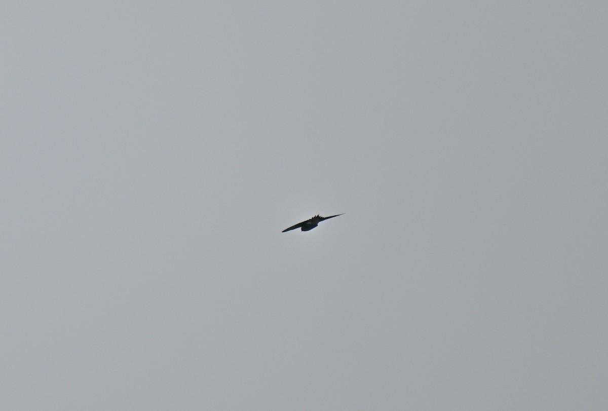 Brown-backed Needletail - ML647206469