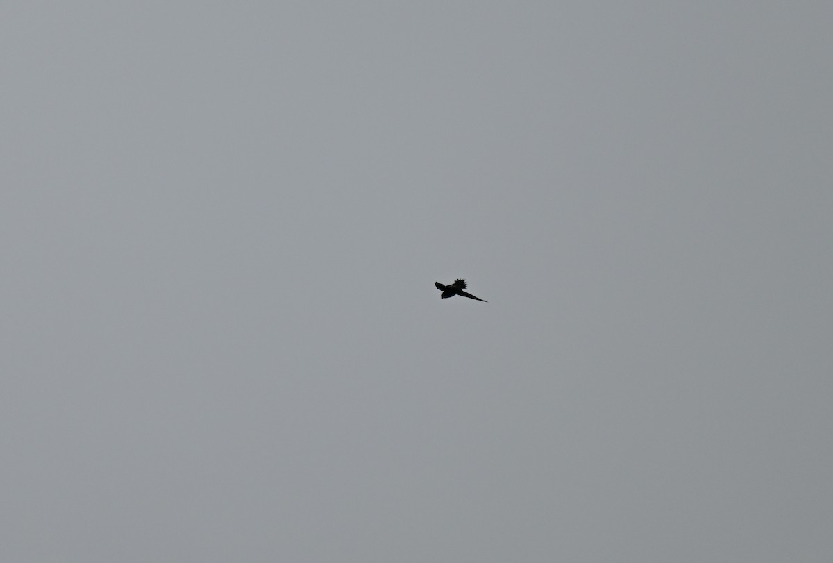 Brown-backed Needletail - ML647206472