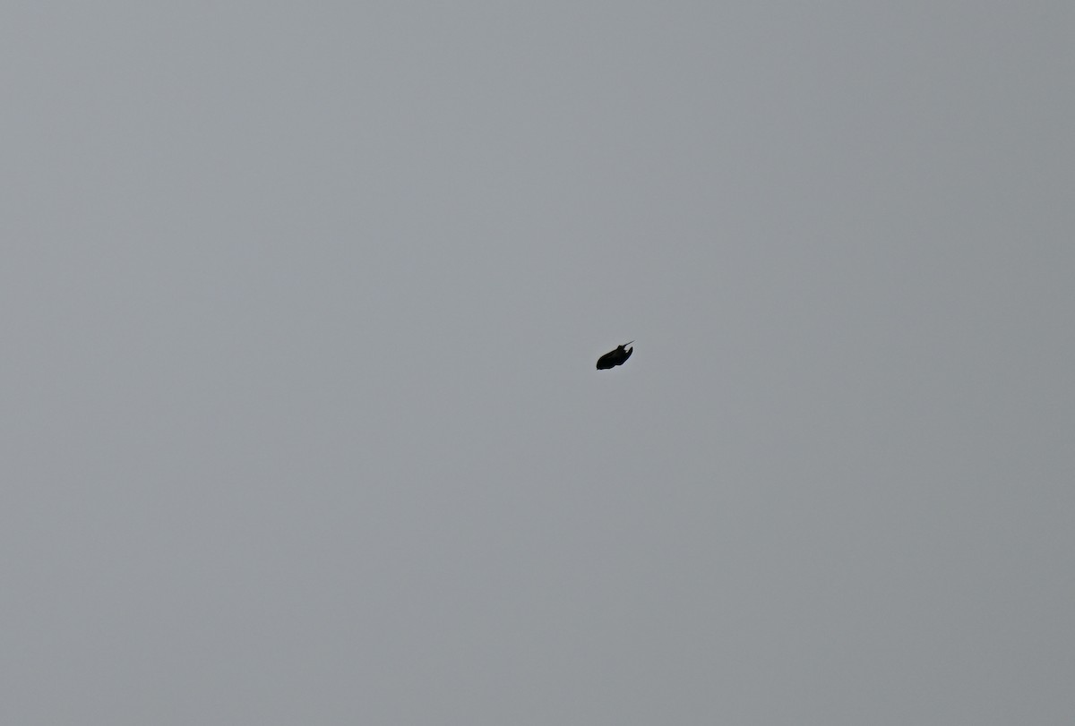 Brown-backed Needletail - ML647206473