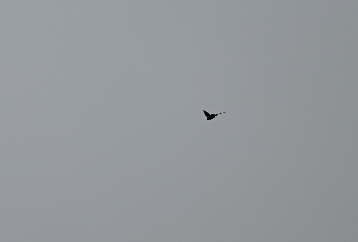 Brown-backed Needletail - ML647206474