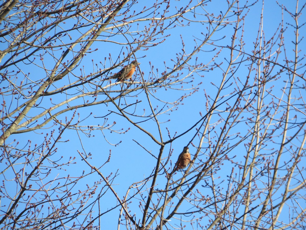 American Robin - ML647206480