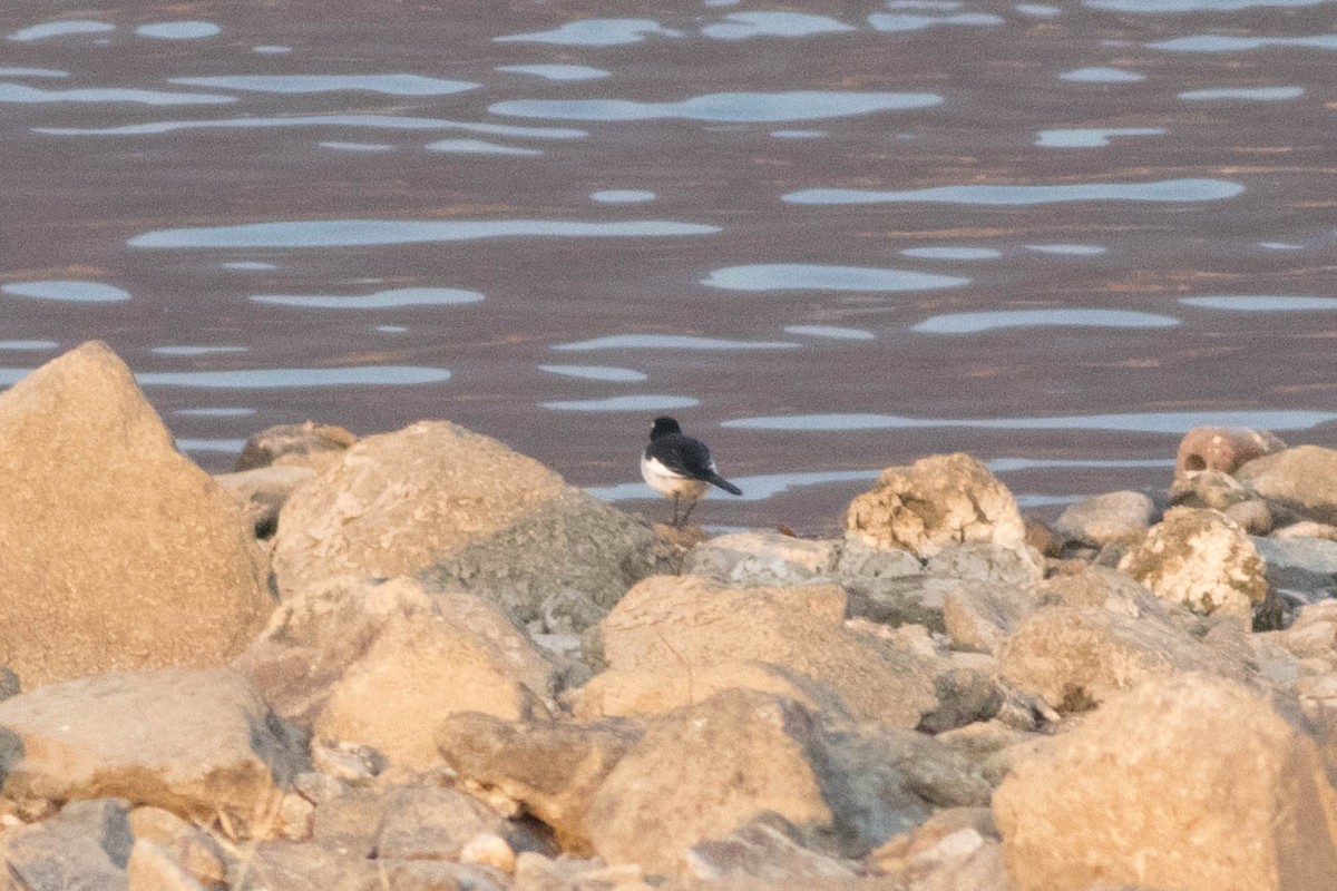 Japanese Wagtail - ML647206490