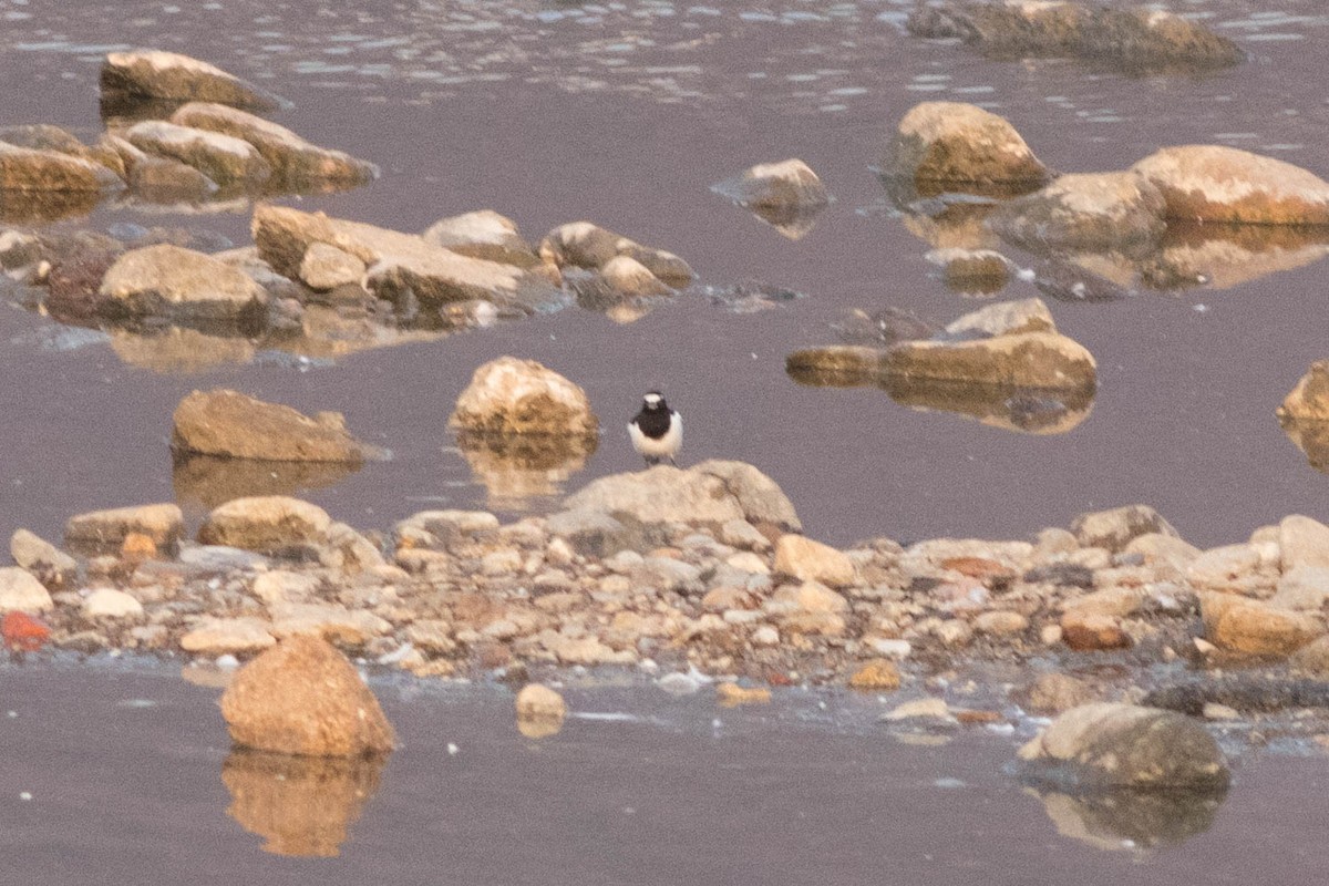 Japanese Wagtail - ML647206491