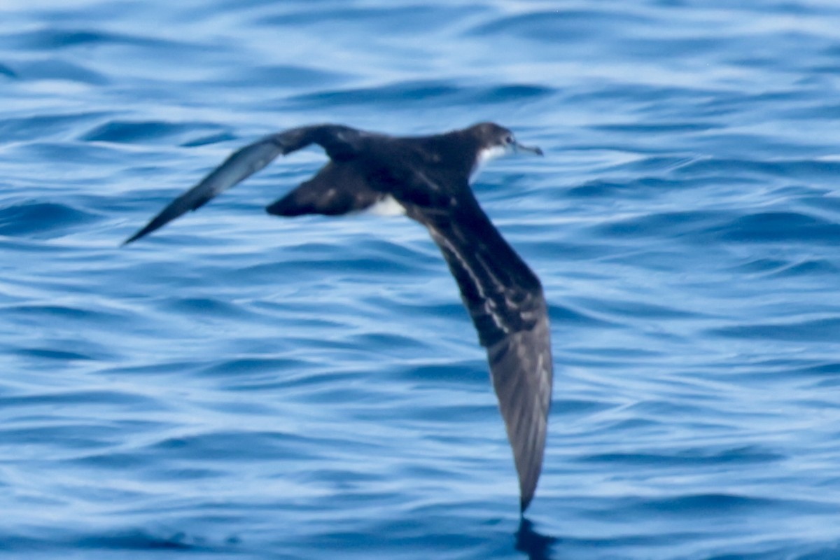 Puffin des Galapagos - ML647206492