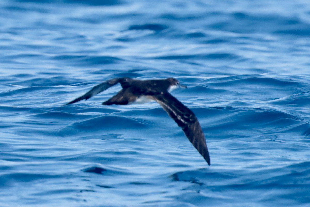 Puffin des Galapagos - ML647206493