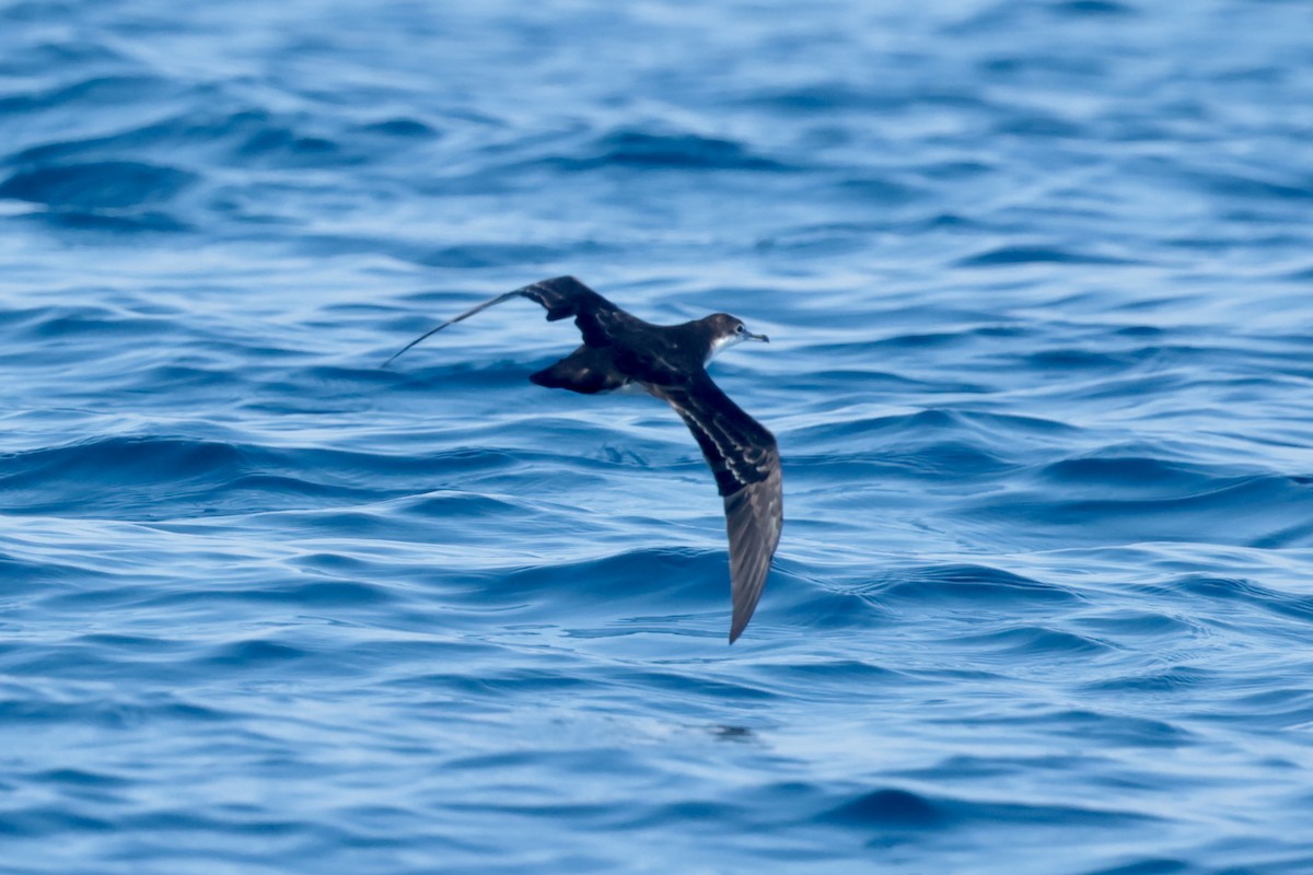 Puffin des Galapagos - ML647206494