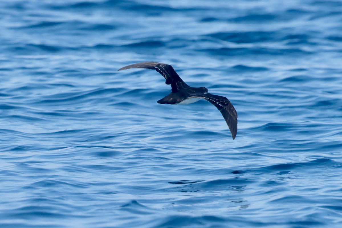 Puffin des Galapagos - ML647206495