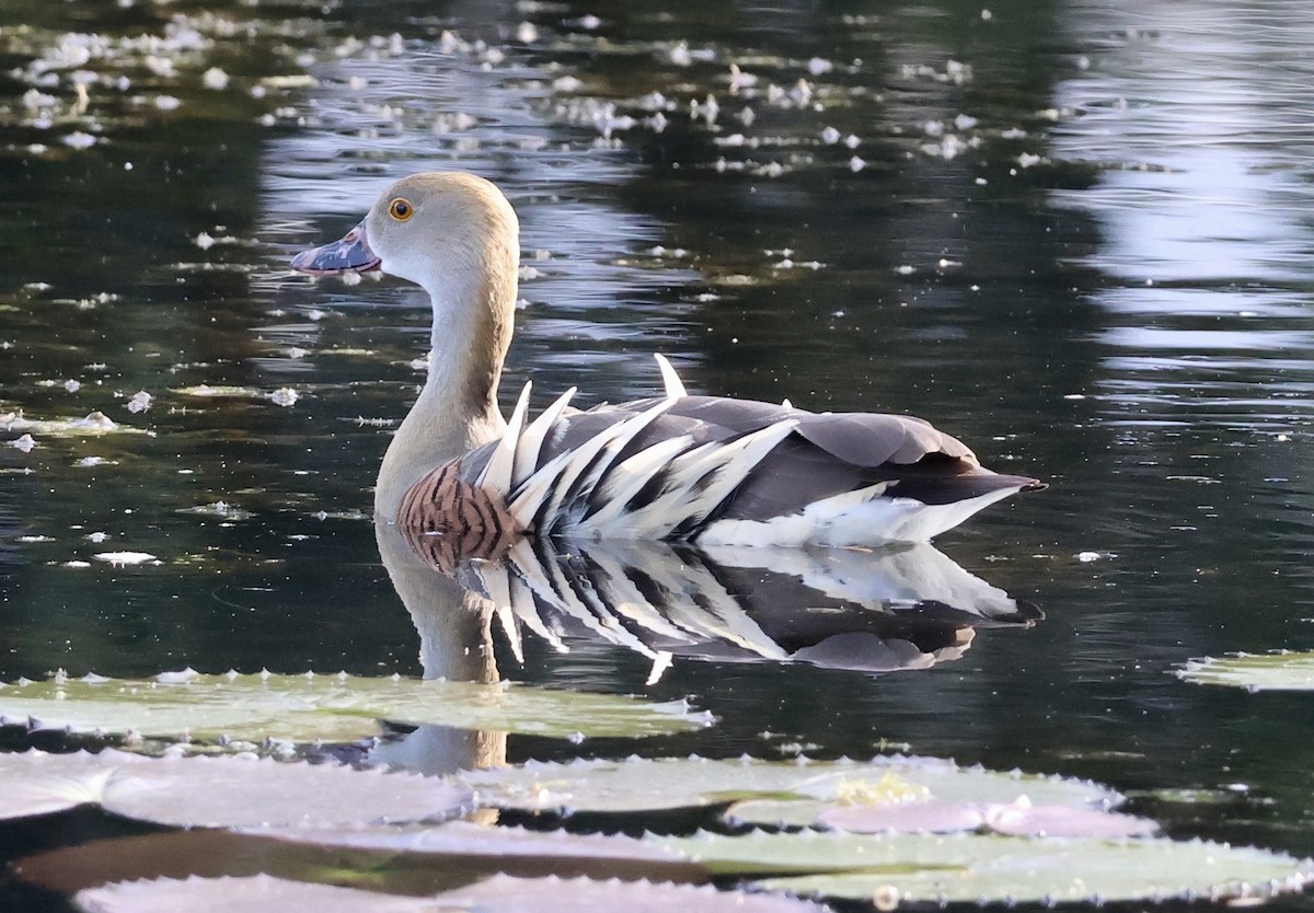 Plumed Whistling-Duck - ML647206499