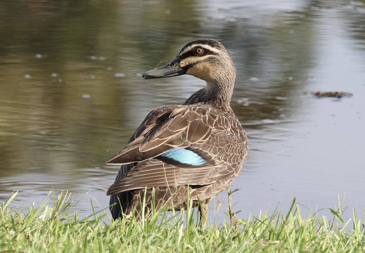 Pacific Black Duck - ML647206505