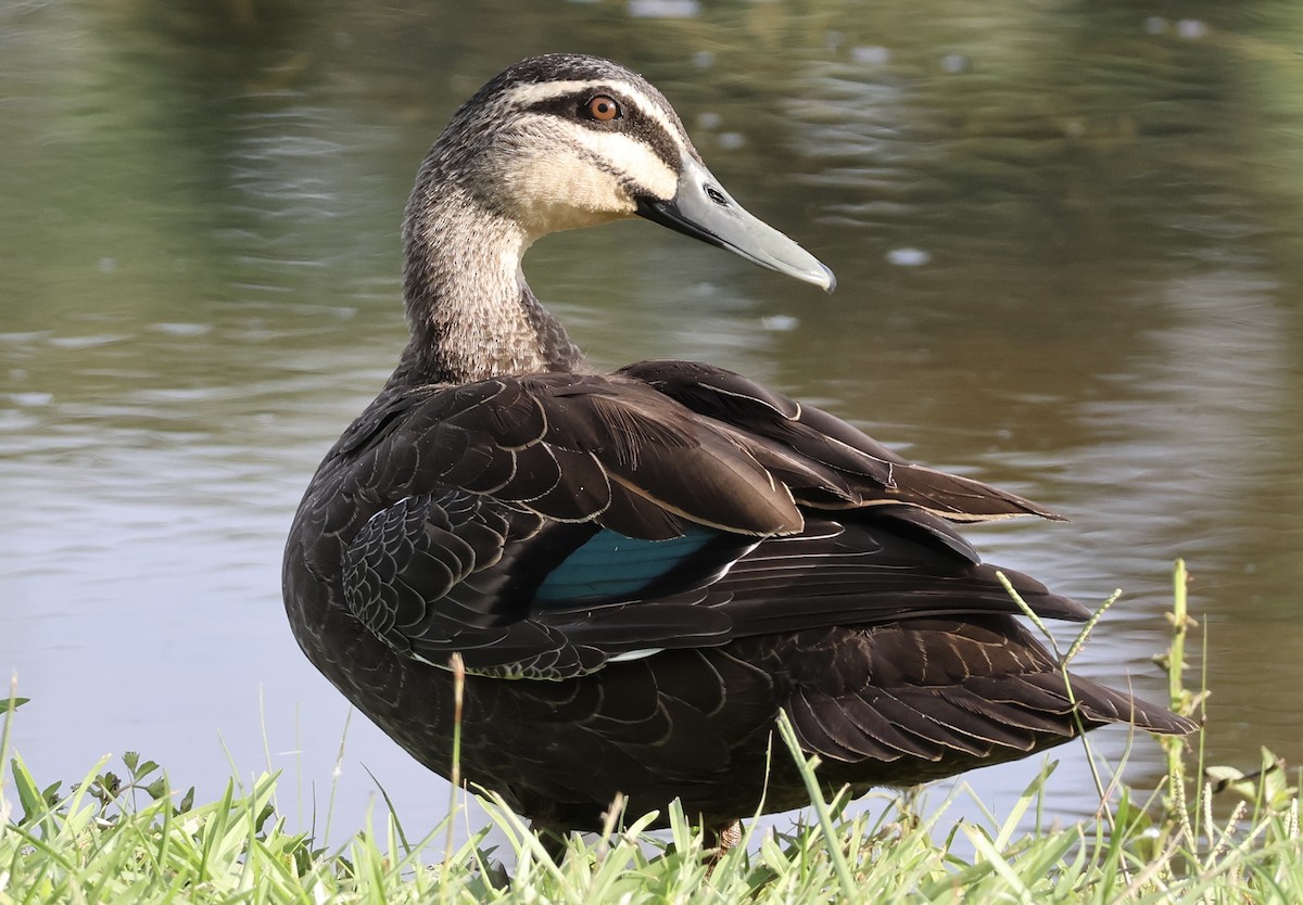 Pacific Black Duck - ML647206506