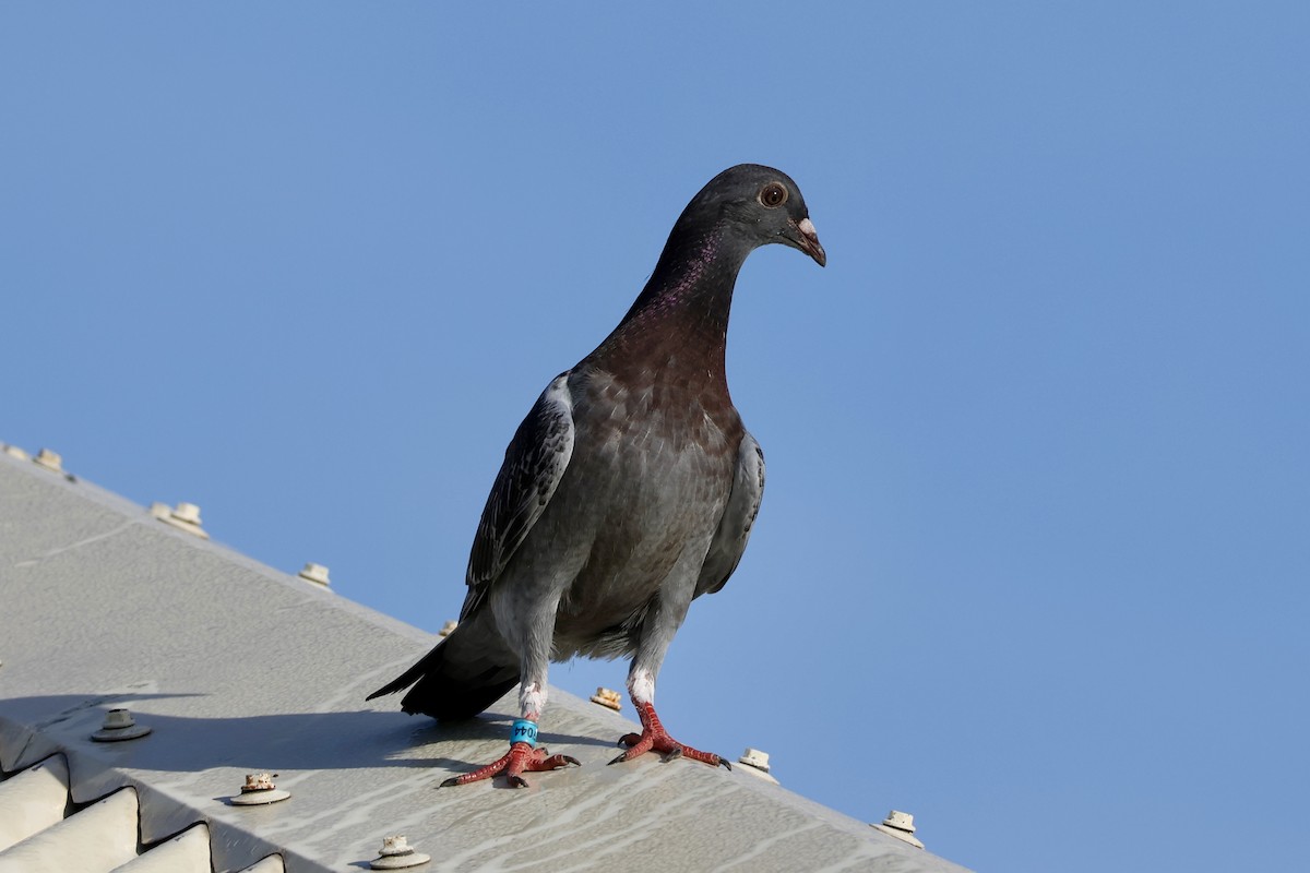 holub skalní (domácí) - ML647206510