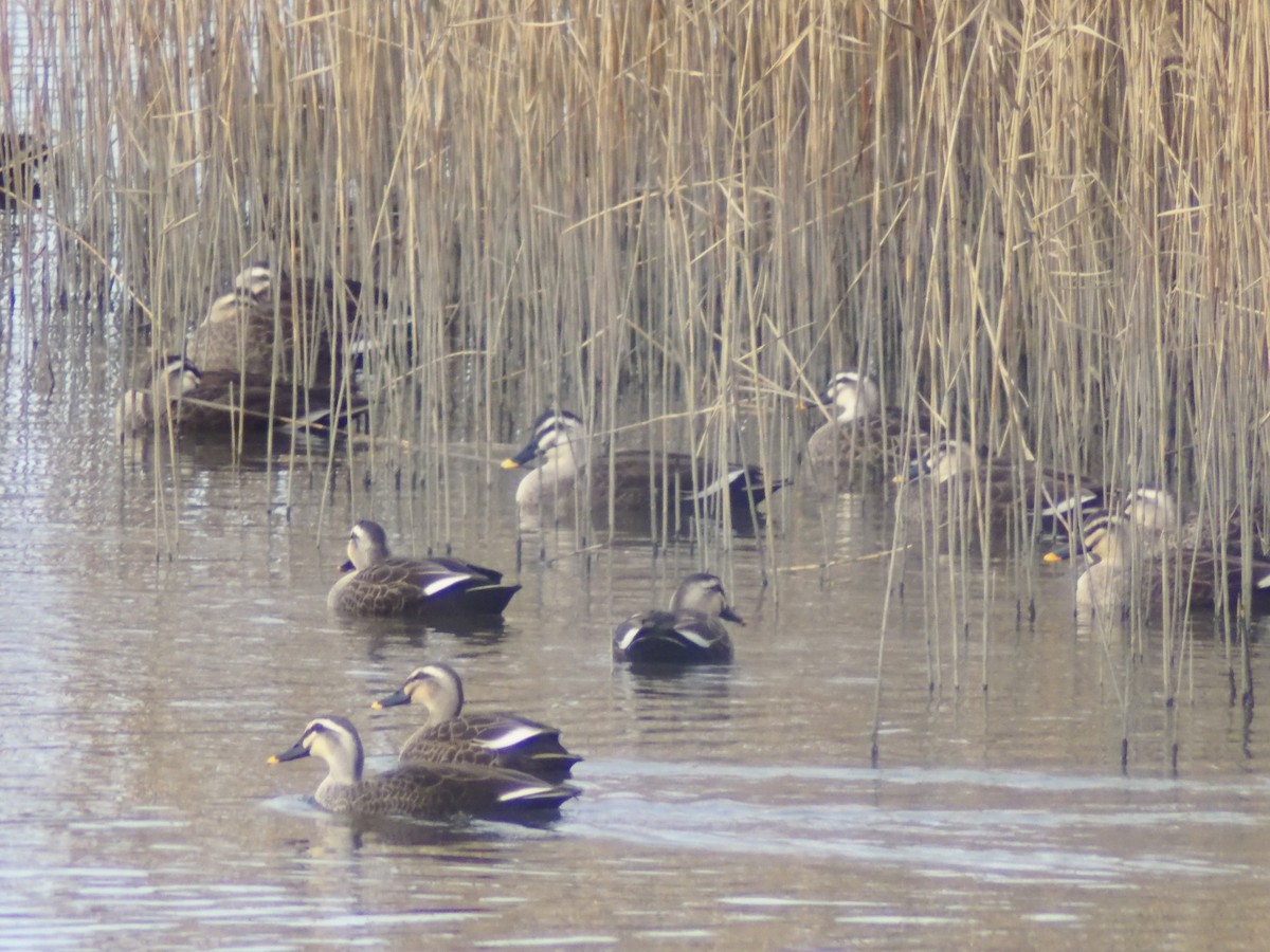 Крижень китайський - ML647206511