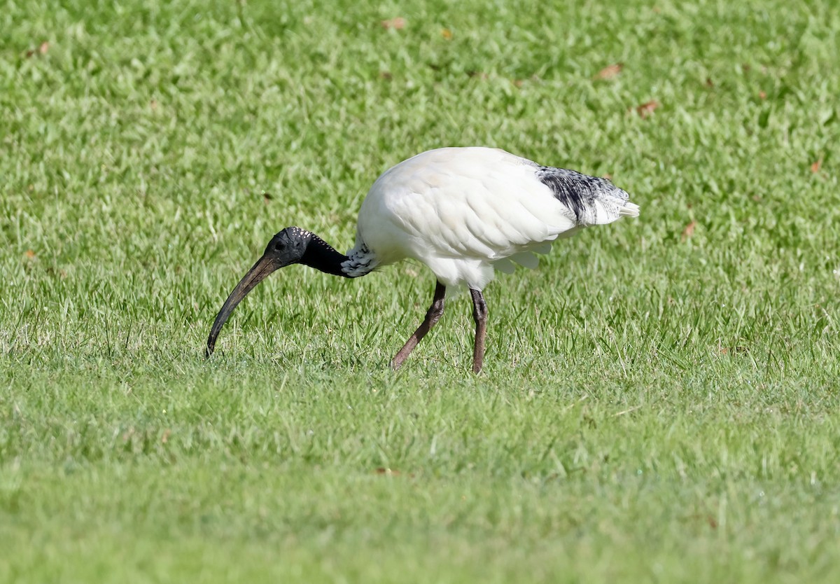 Australian Ibis - ML647206519