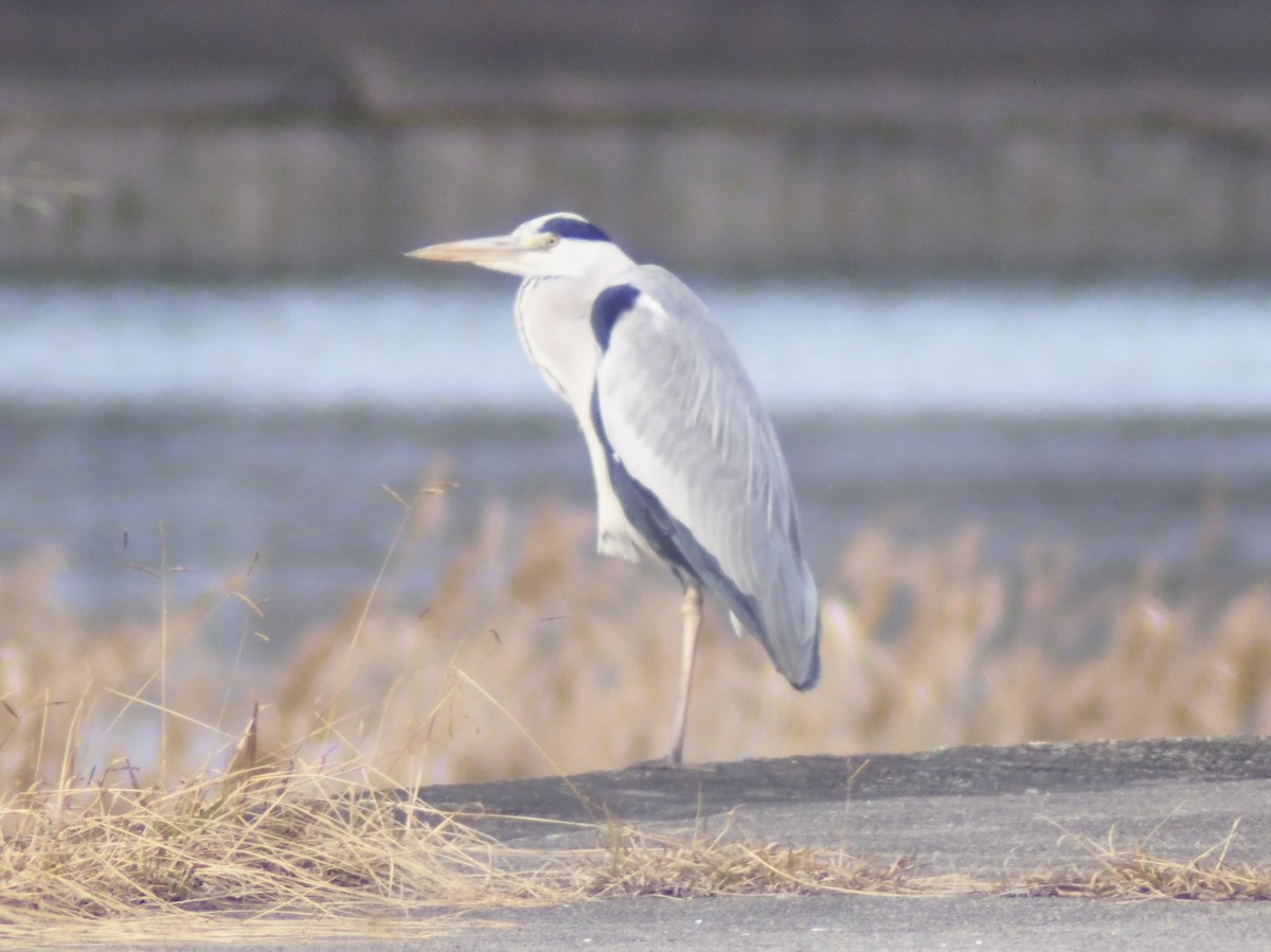Чапля сіра - ML647206522