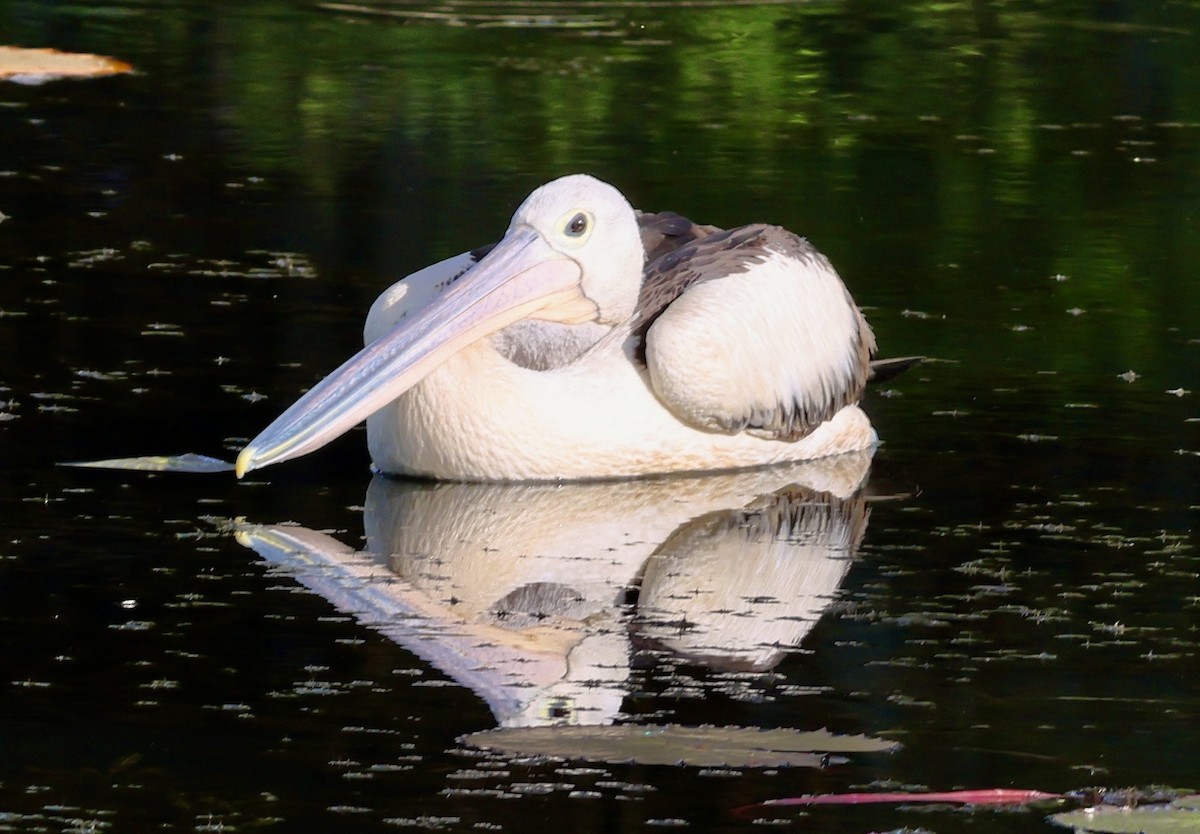 Australian Pelican - ML647206528