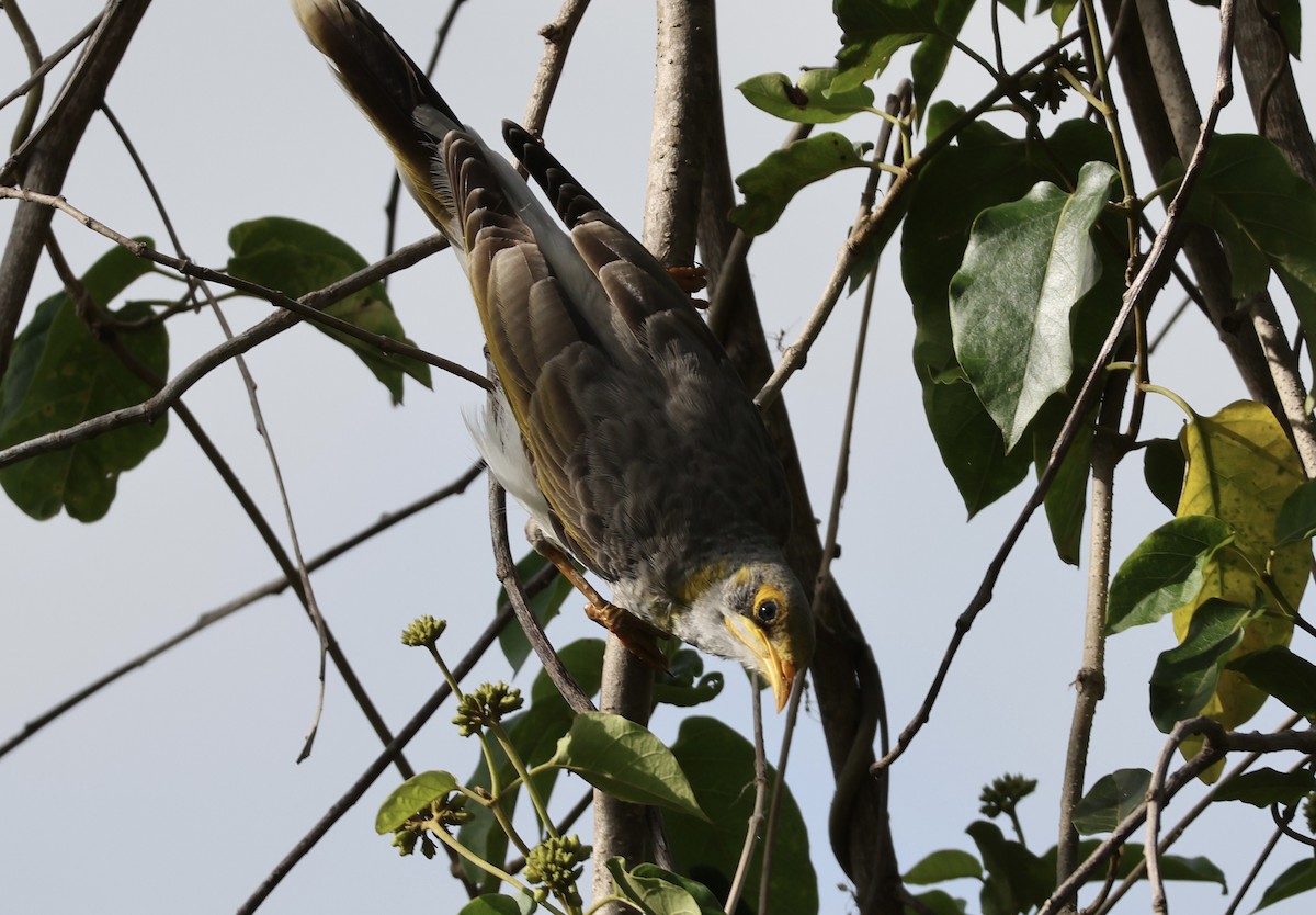 Yellow-throated Miner - ML647206536