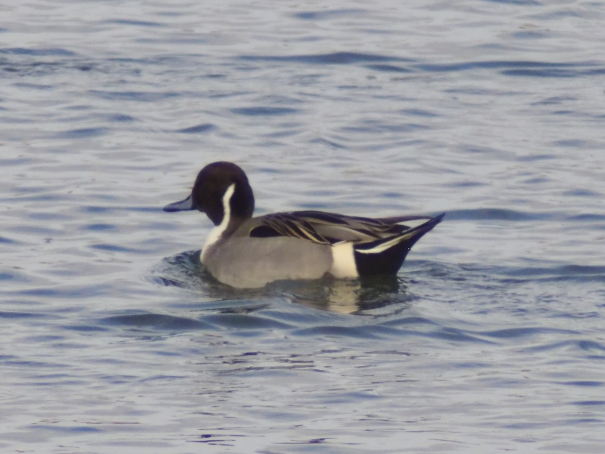 Шилохвіст північний - ML647206538