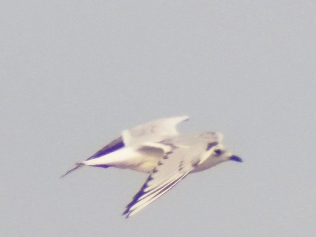 Мартин китайський - ML647206541