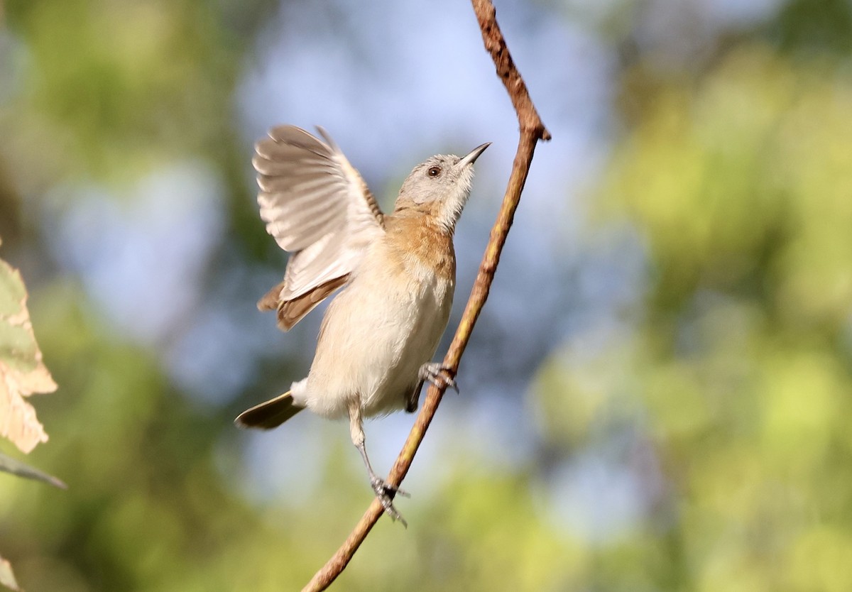 Rufous-banded Honeyeater - ML647206542