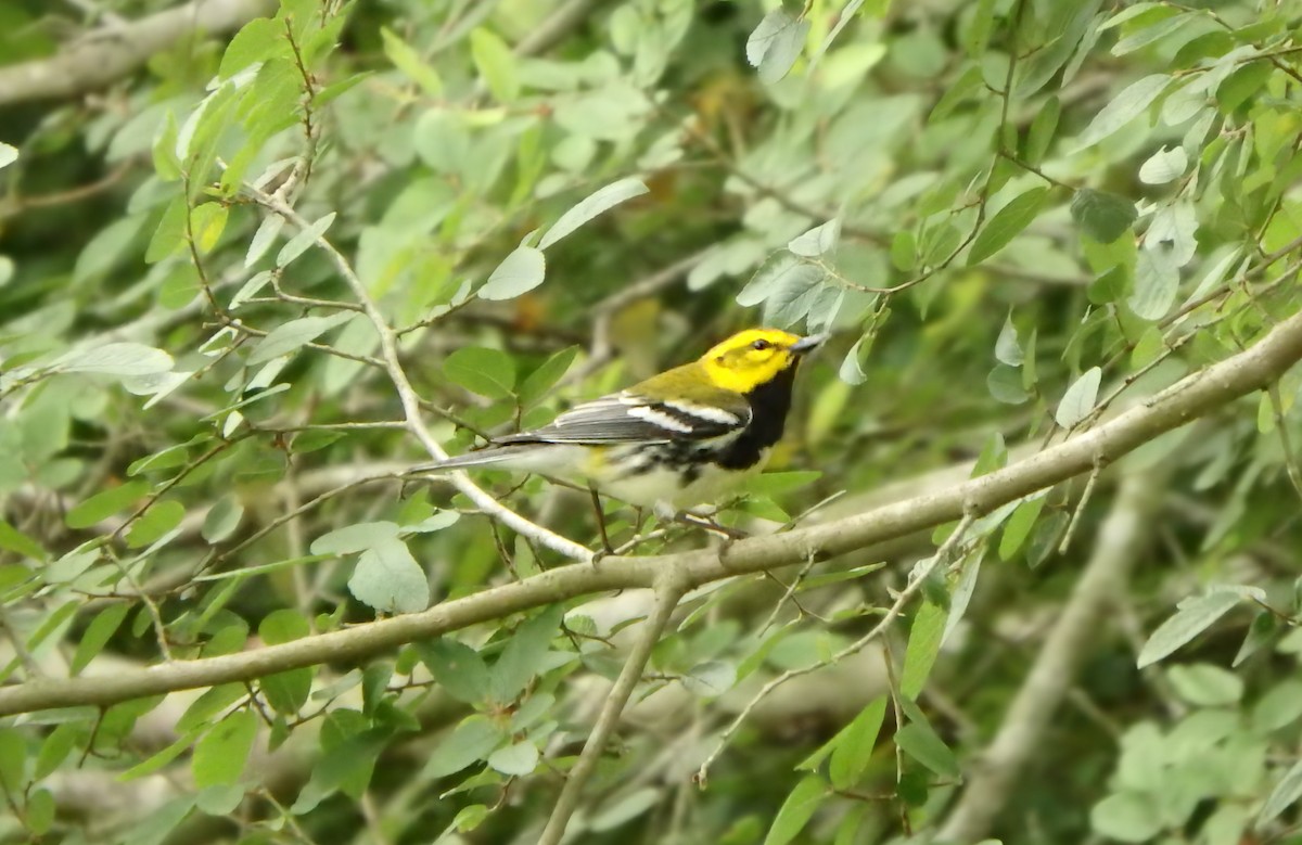 Black-throated Green Warbler - ML647206543