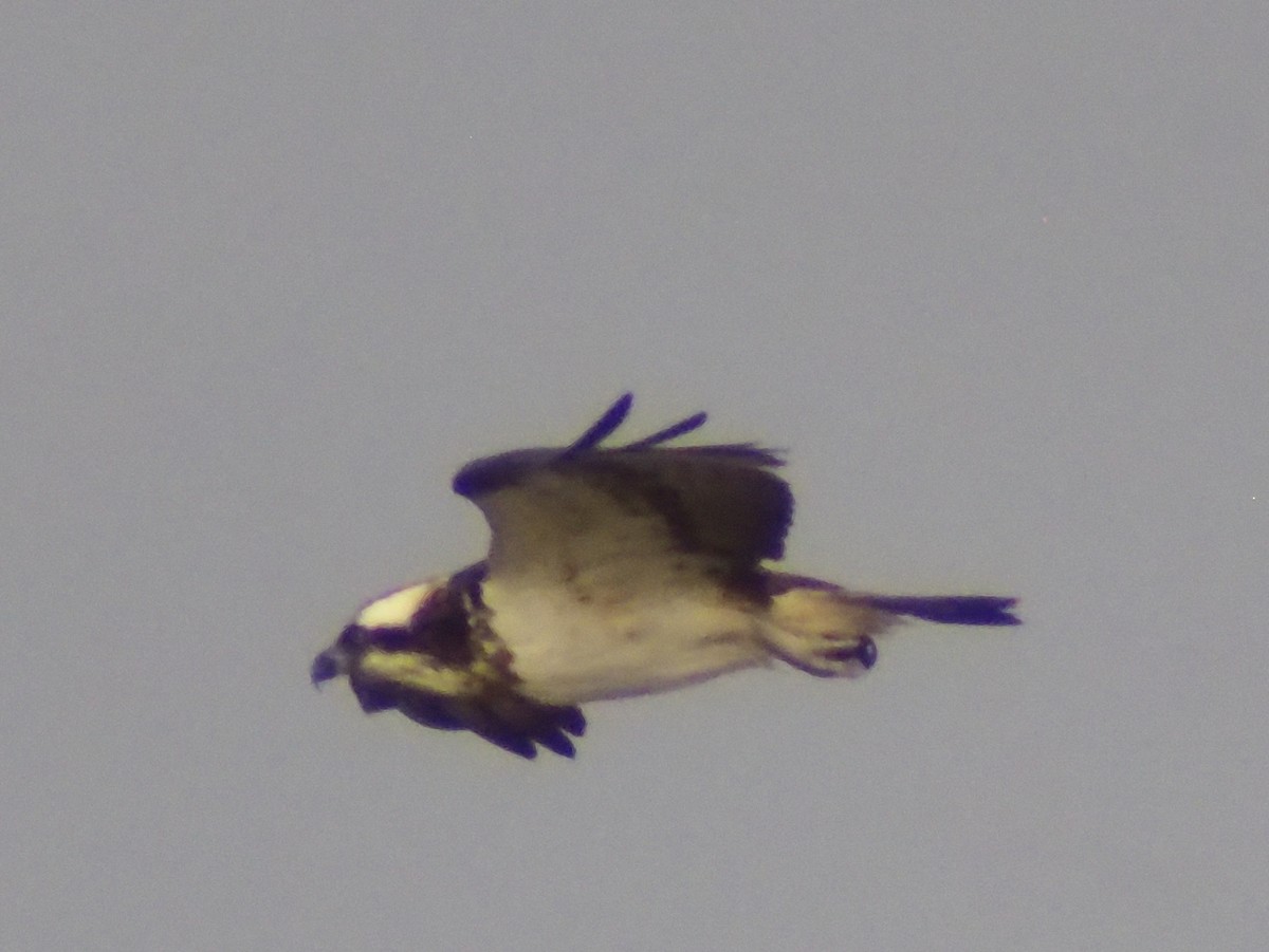 Скопа західна - ML647206545