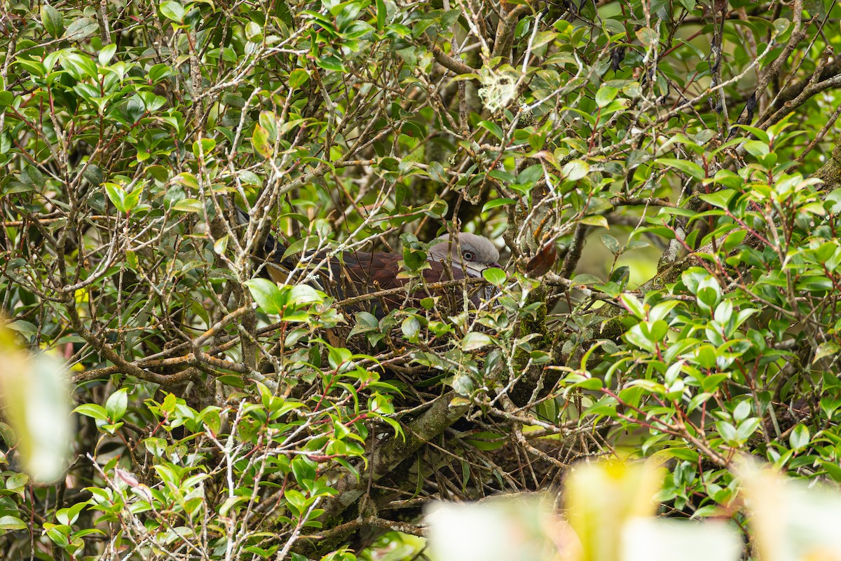 Горный плодовый голубь - ML647206552