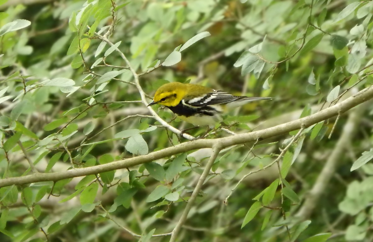 Black-throated Green Warbler - ML647206553