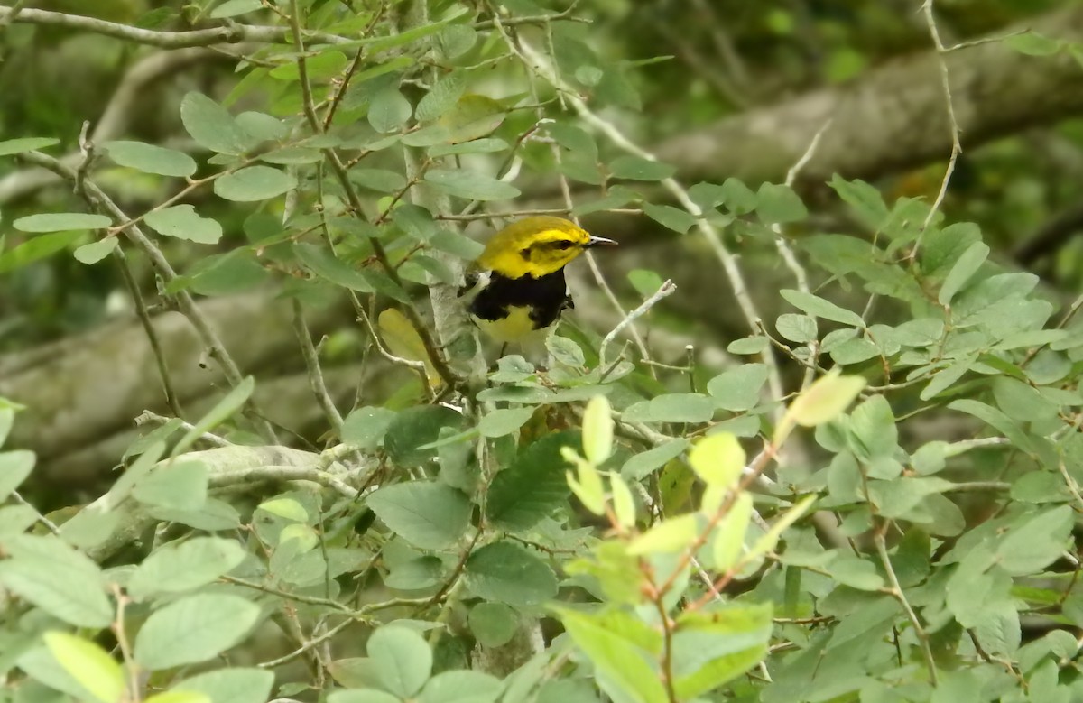Black-throated Green Warbler - ML647206555