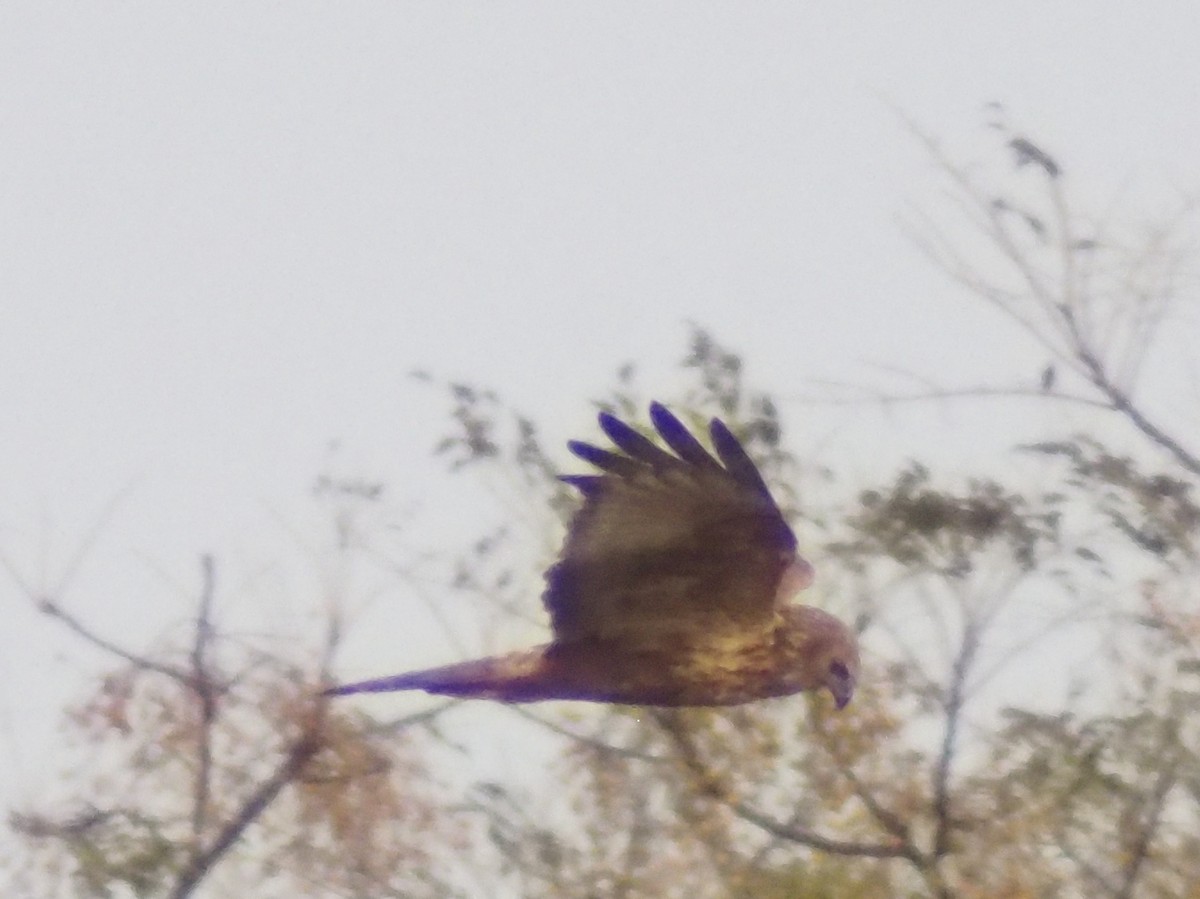 Лунь китайський - ML647206556