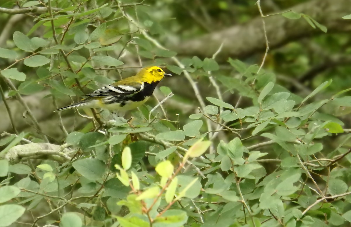 Black-throated Green Warbler - ML647206558