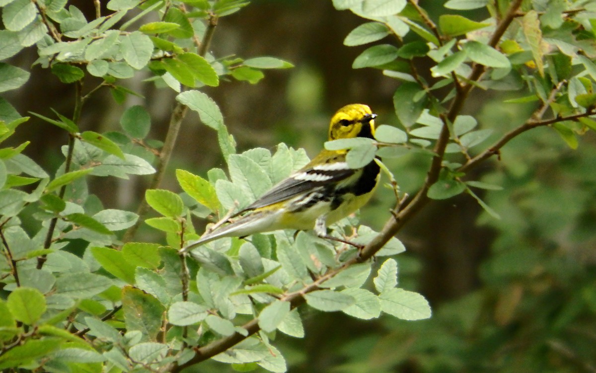 Black-throated Green Warbler - ML647206559
