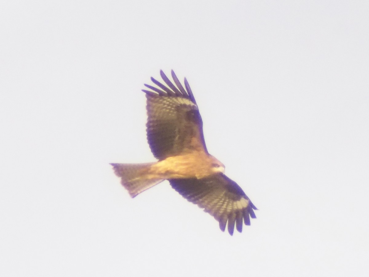 Шуліка чорний - ML647206561