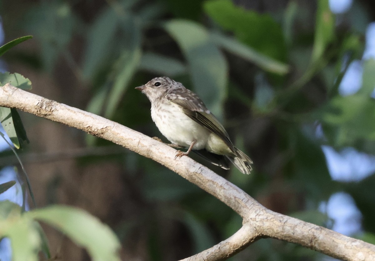 Lemon-bellied Flyrobin - ML647206562