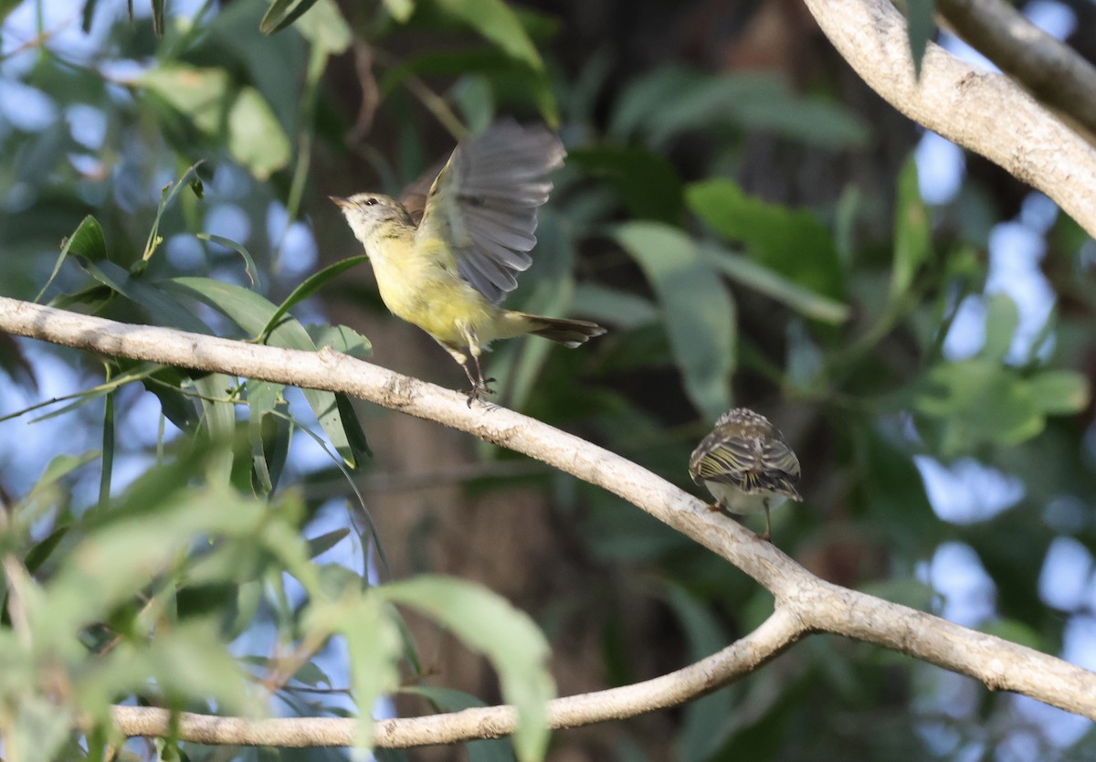 Lemon-bellied Flyrobin - ML647206563
