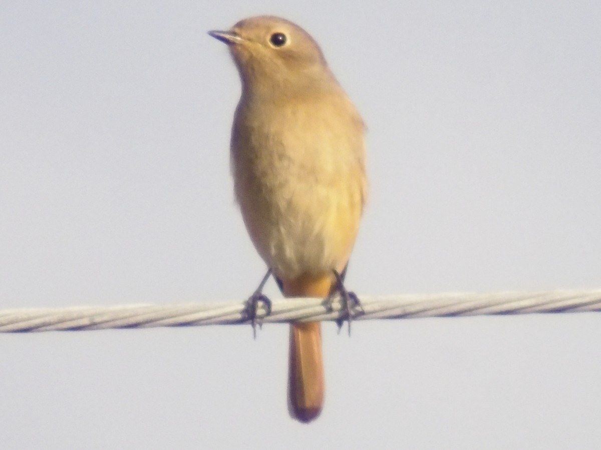 Горихвістка сибірська - ML647206564